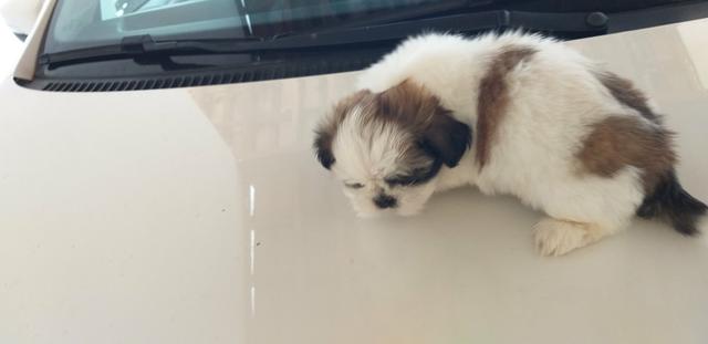 Filhote de Shih Tzu - Foto 5