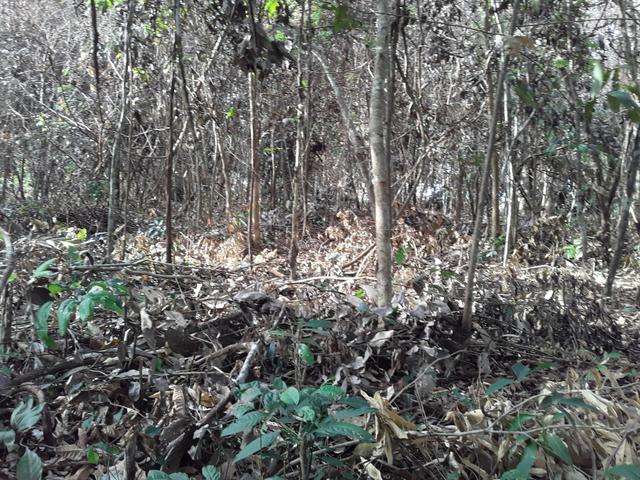 Vendo uma cachará verdi toda bosquêada - Foto 2