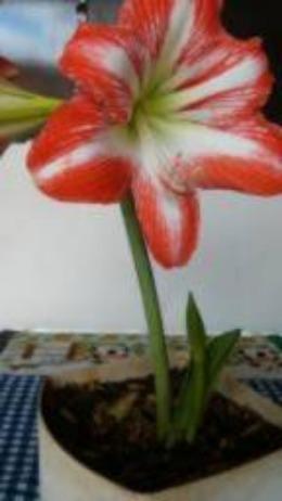 Mudas de Orquidéa - Foto 4