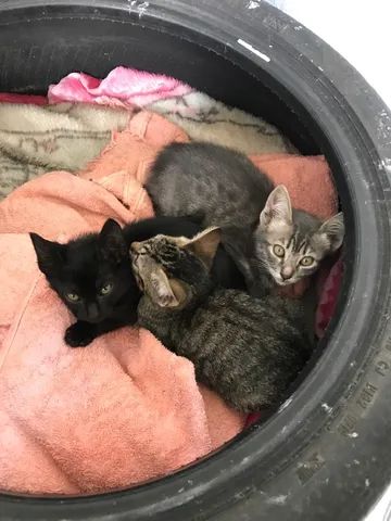 Gatos para doação 