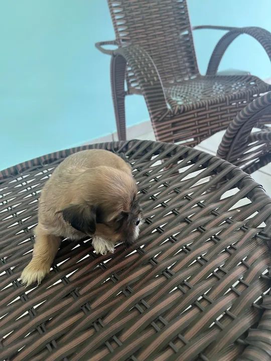 Filhote de Shih Tzu - Foto 3