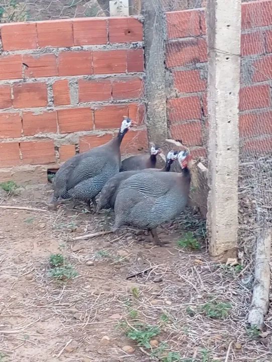 Capotes franceses adultos 