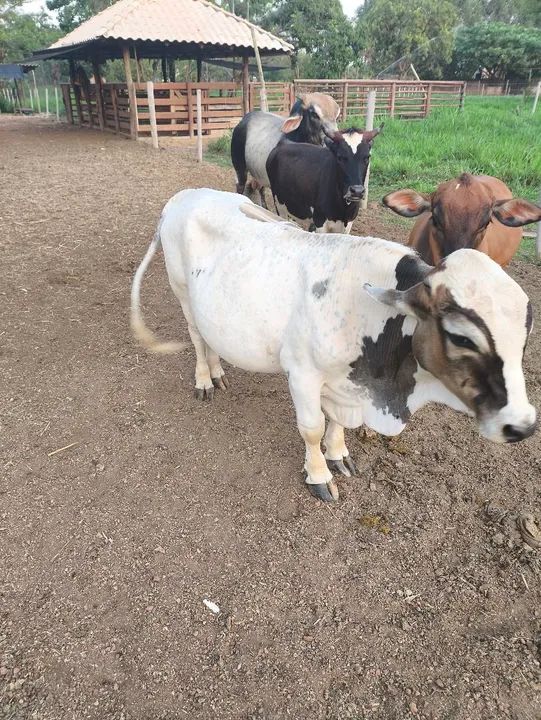 MINI NOVILHA PRENHA  - Foto 4