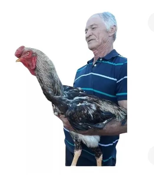 Frango índio gigante 