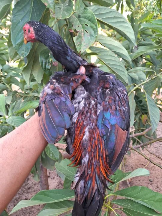 Frango carioca  - Foto 3