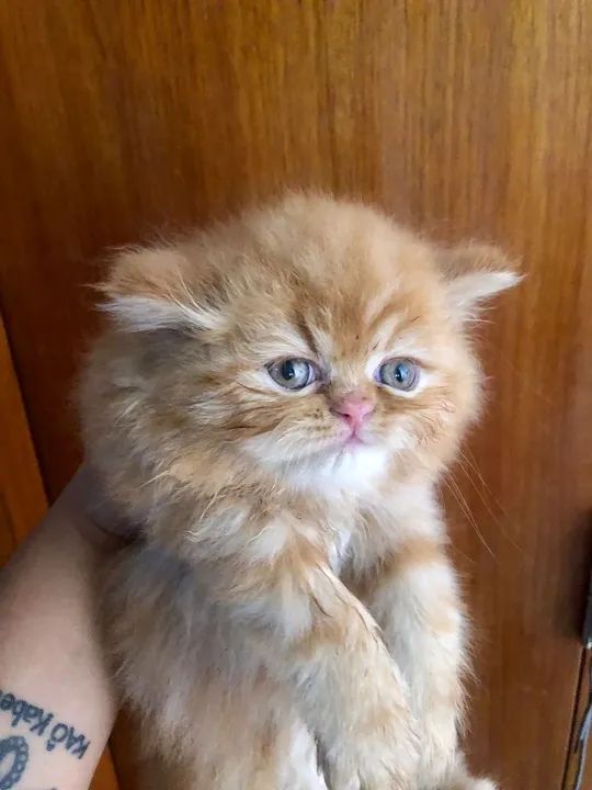 Persa na cor creme filhotes... - Foto 2