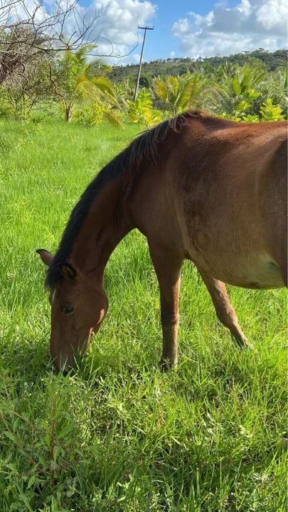 Égua quarto de milha - mansa  - Foto 2