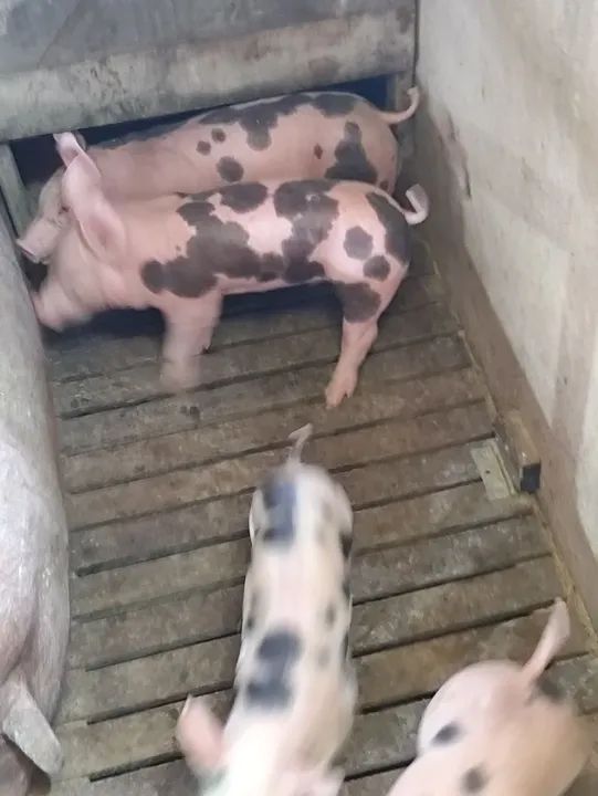 Porcos pietram p.o belga  - Foto 2