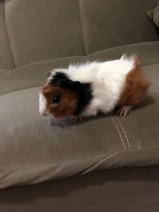 Porquinho da Índia Filhote - Foto 5