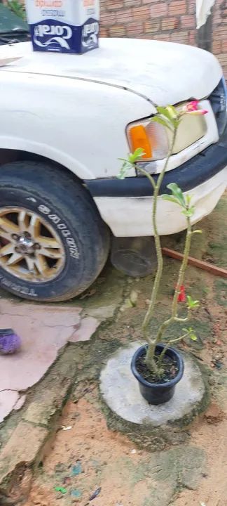 Vende-se mudas de rosas do deserto ?  - Foto 5