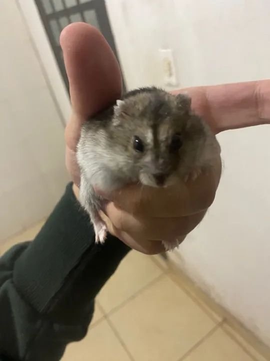 Casal de Hamster Anao Russo  - Foto 4