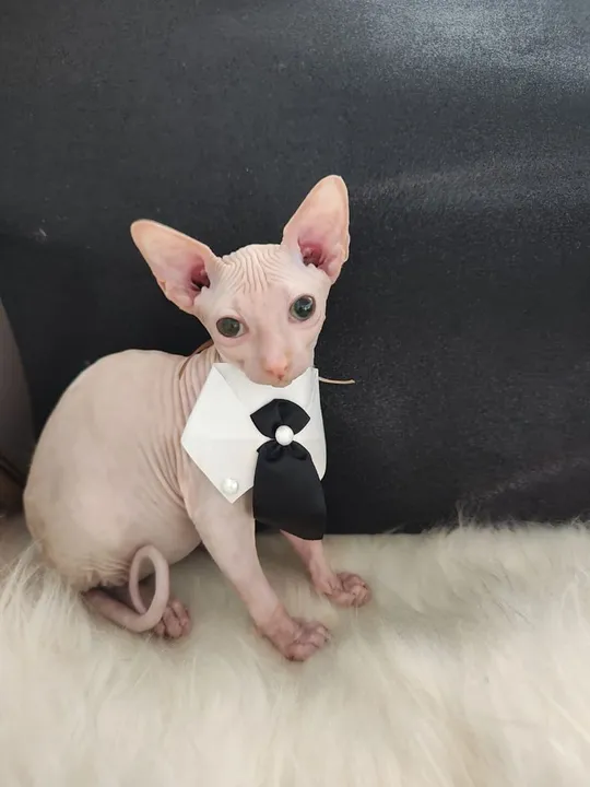 Gato pelado macho