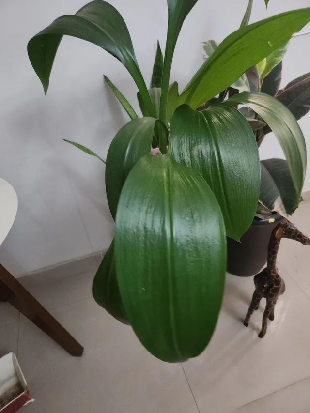 Plantas Lírio do Amazonas e outras. - Foto 2