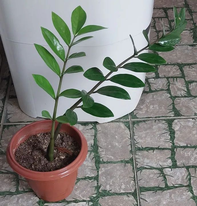 Planta Zamioculcas Zamiifolia