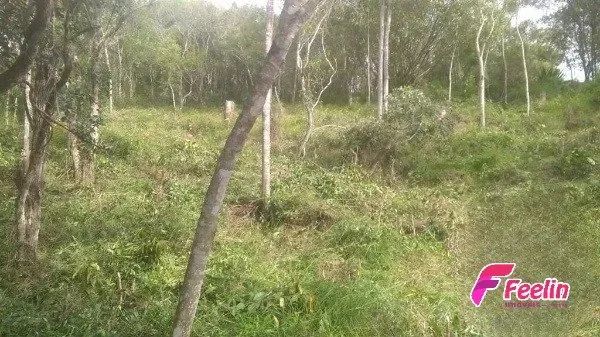Terreno de 1.500,74m² no Bairro João Paulo - Florianópolis - Foto 5