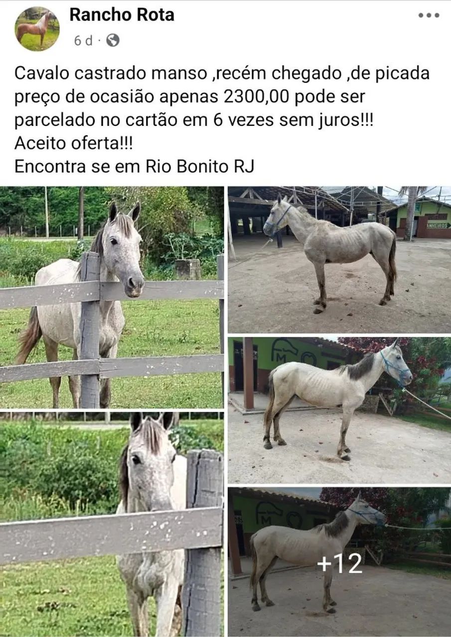 Vendo animais  - Foto 5