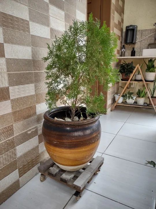 Tuia Nano com Jarro e suporte