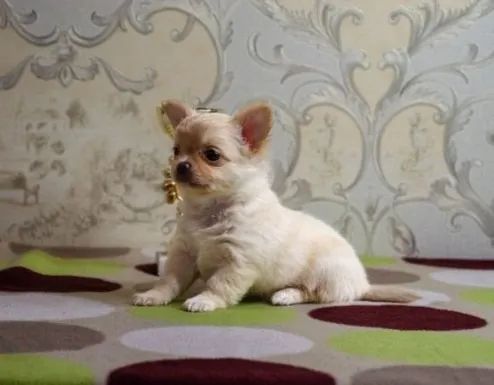 Chihuahua Pequeno Fêmea Linda e Afetuosa