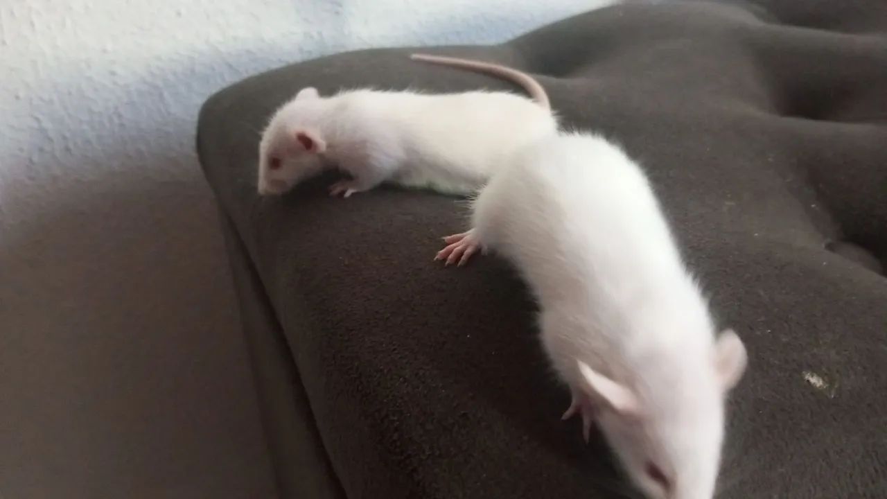 FILHOTES DE RATO TIWSTER 