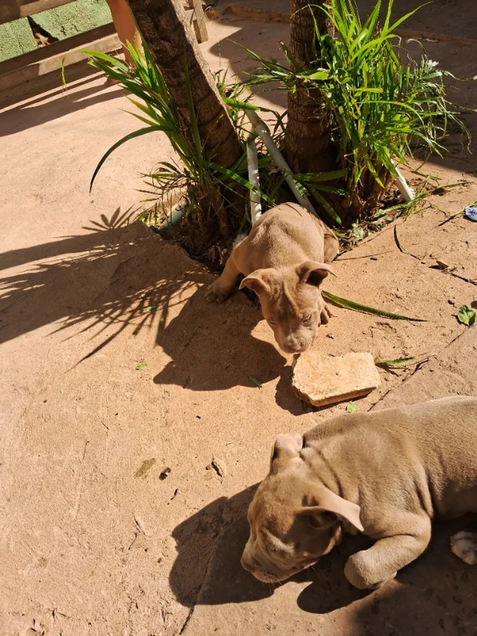 Cachorro