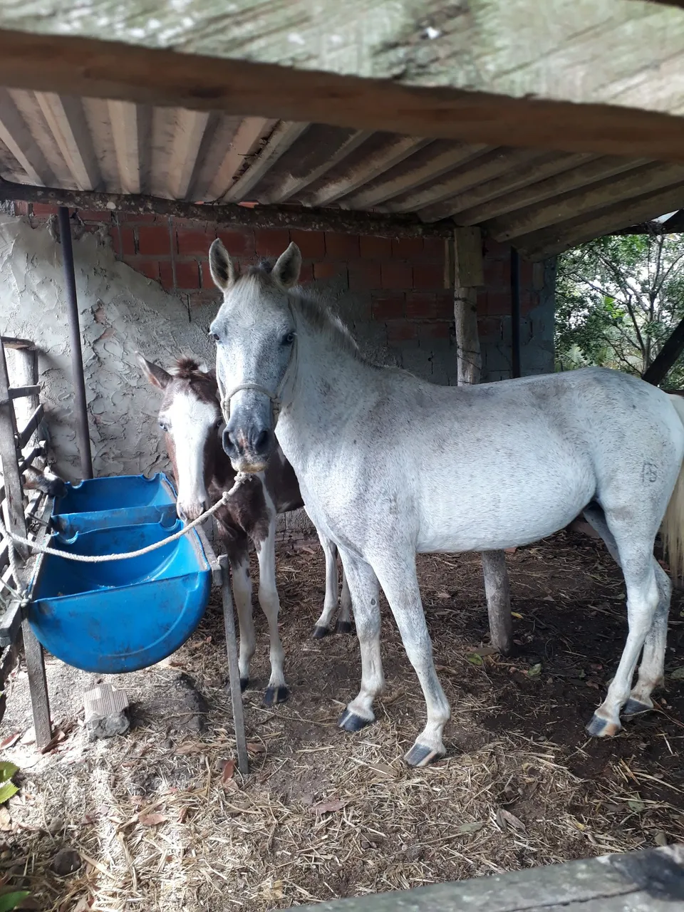 Dois cavalos para venda