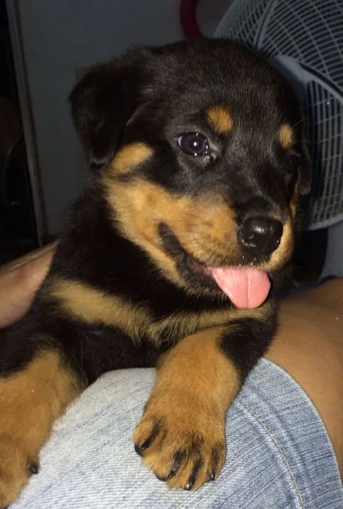 Rottweiler Lindos