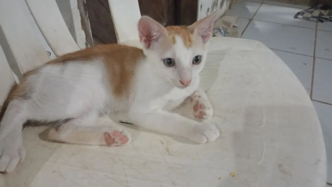 Adoção responsável  - Foto 3