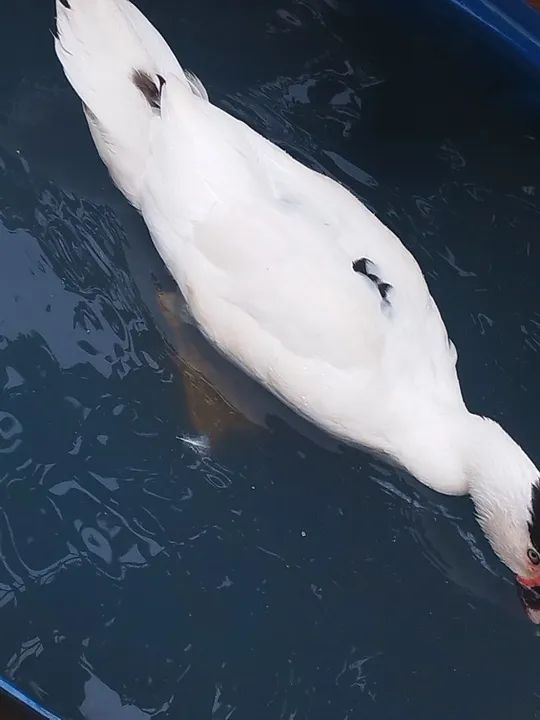 Pato desapega  - Foto 3