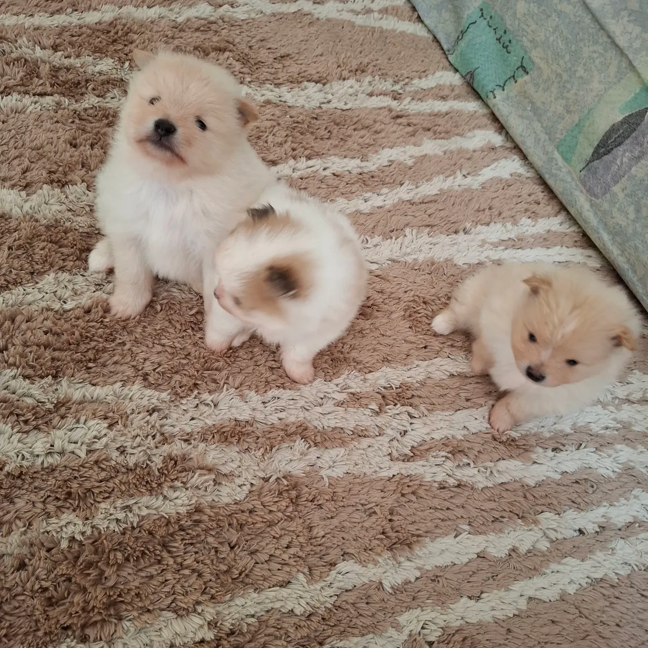 Filhotes de Spitz Alemão disponíveis para adoção