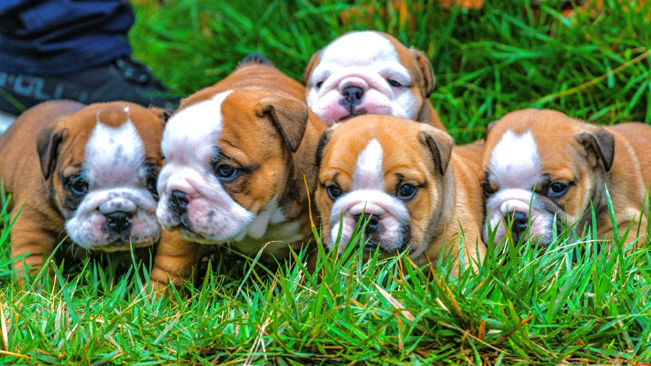 BULLDOG INGLES filhotes