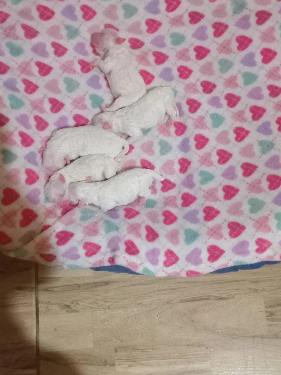 Filhotes de poodles
