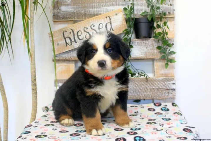 Olhar que derrete qualquer um ?