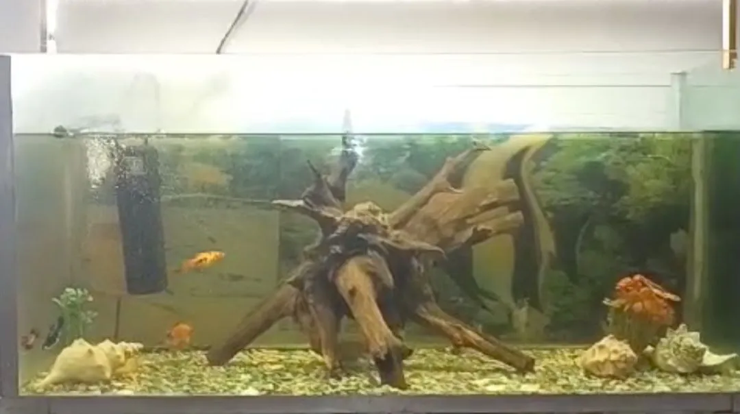 Aquário Decorativo com Raízes e Peixes