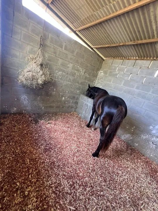 Cavalo a venda - Foto 5