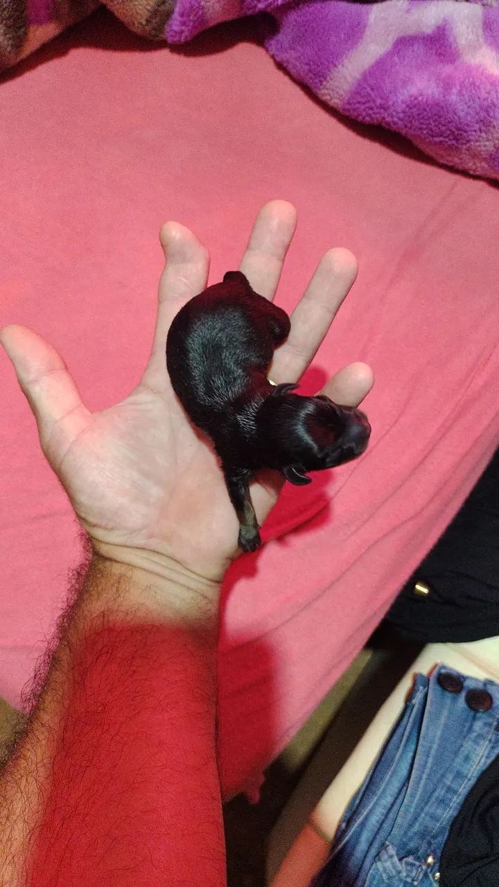 Filhote de Pinscher 0