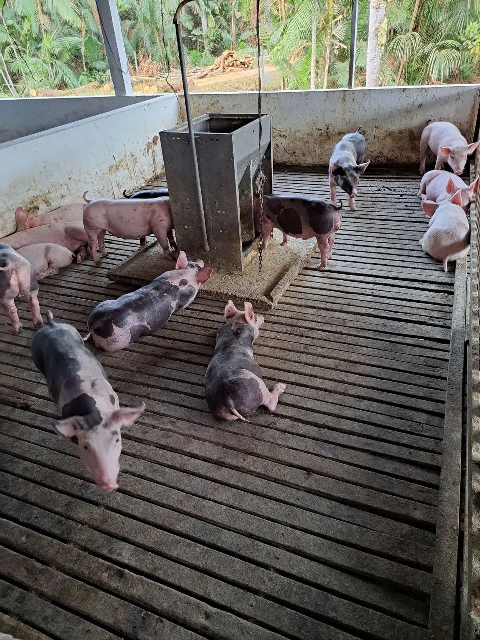 Suino - Leitões PIETRAIN PURO - Foto 5