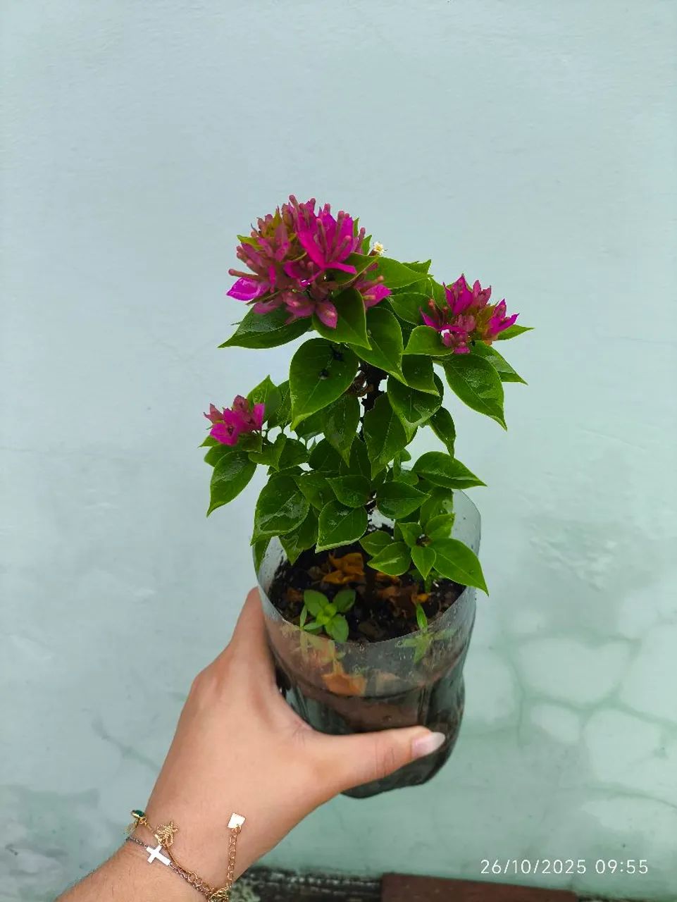Plant