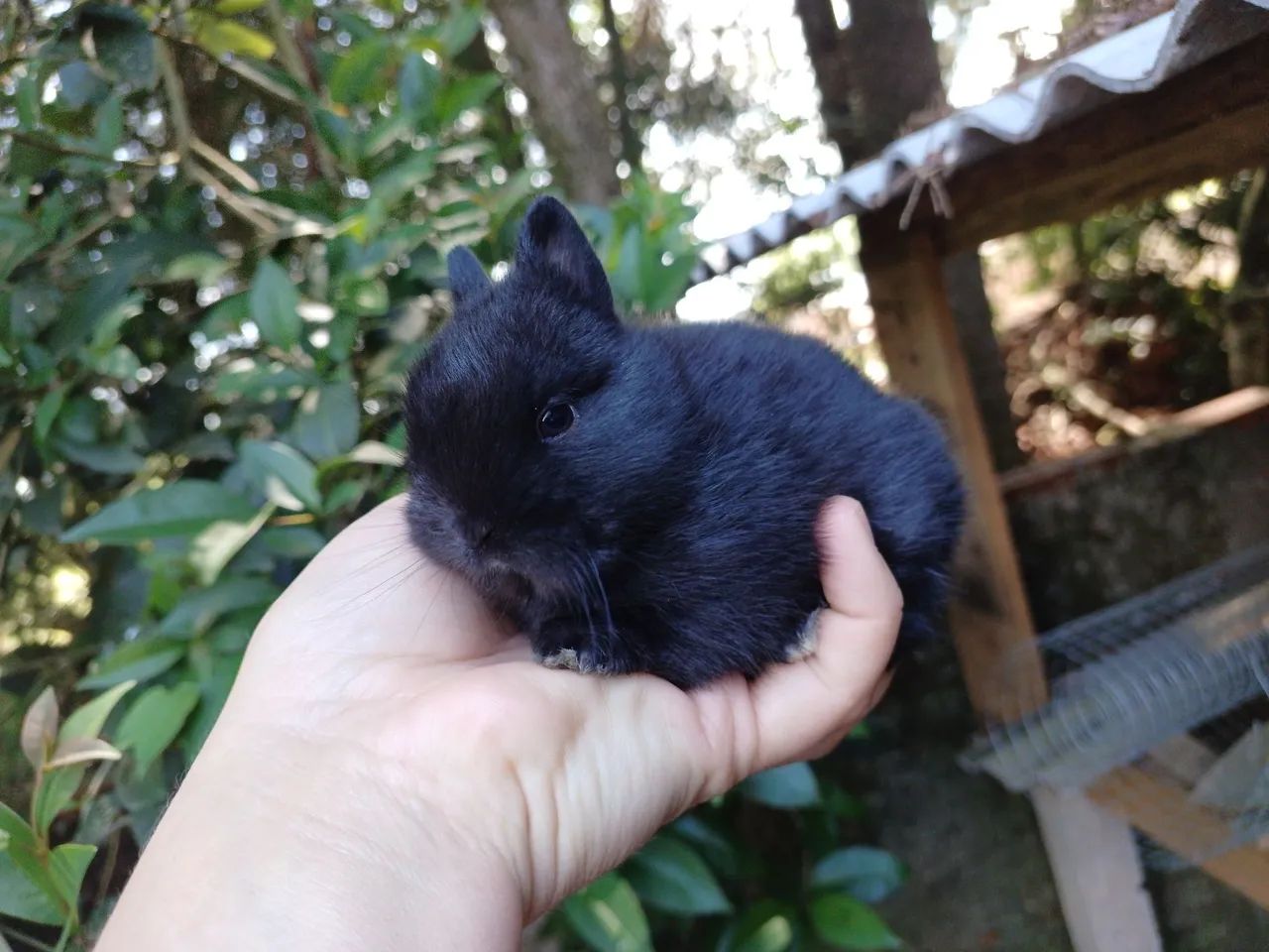 Coelho anão netherland  - Foto 2