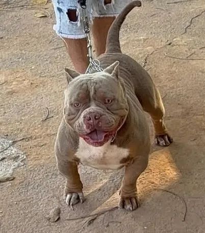American Bully Tricolor Lilac (Pocket/Mikro) - Disponível para cobertura! 