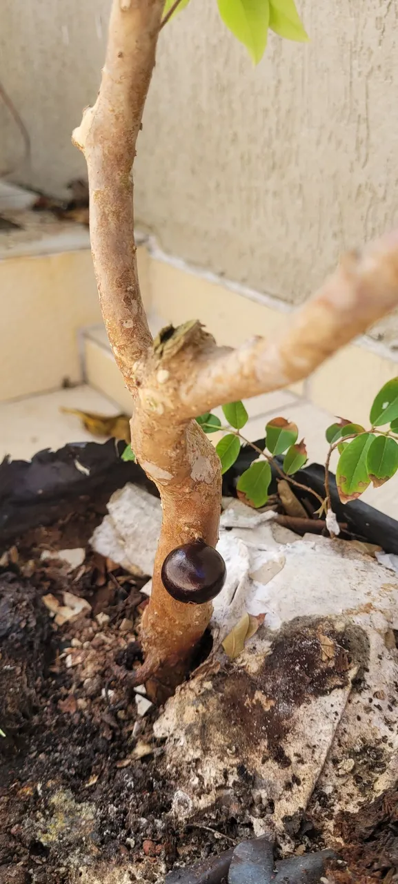 Muda de jabuticabeira e de romântico já produzindo