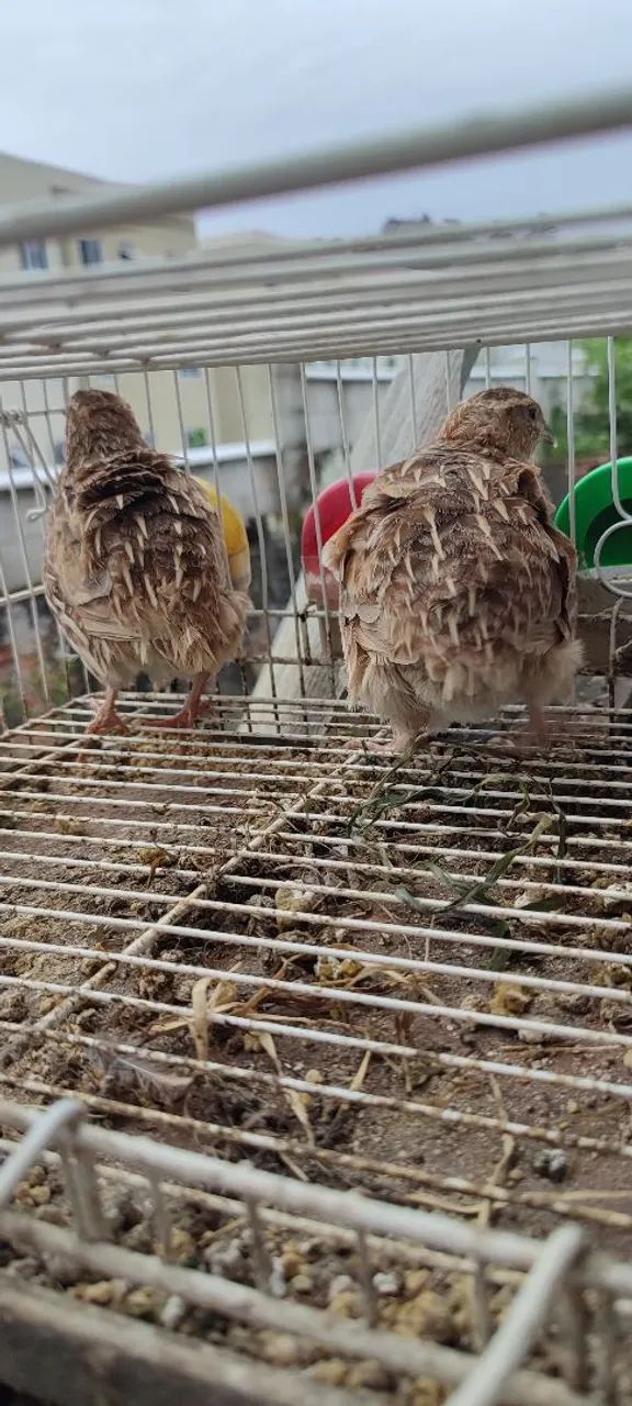 Gaiola p/Codornas  - Foto 2