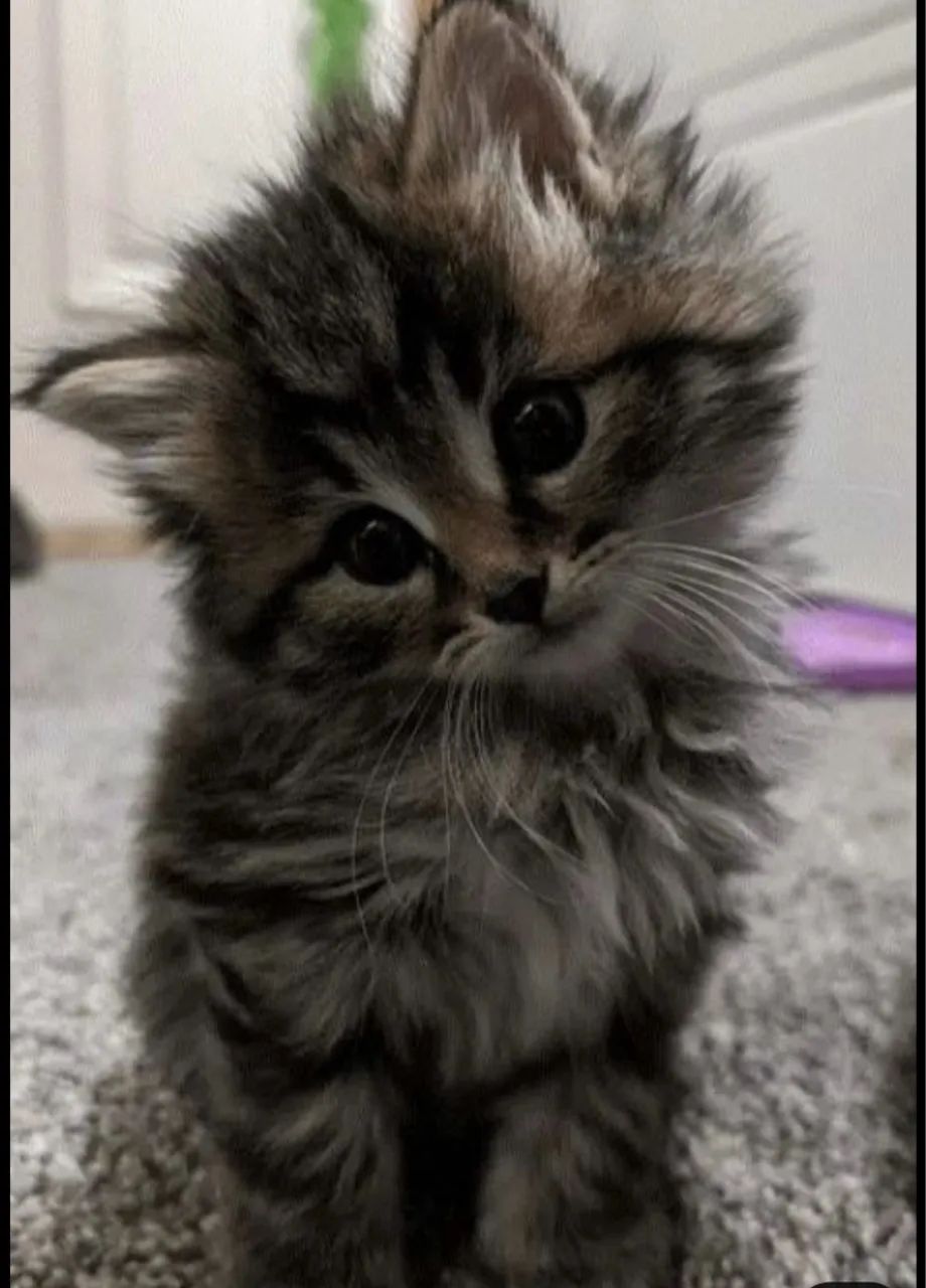 Maine Coon- na cor Brown Tabby: é o padrão rajado com tons de marrom, preto e dourado 