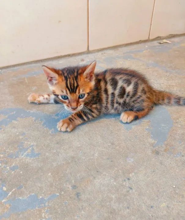 Gato Bengal filhote - Foto 4