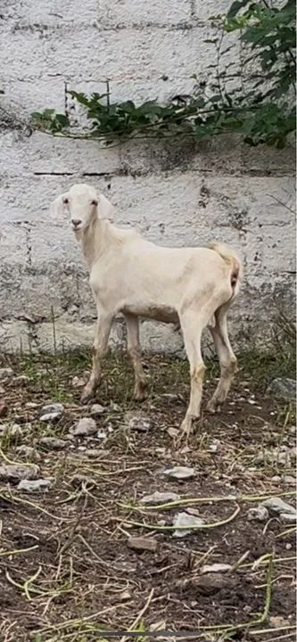 Cabrito a venda 