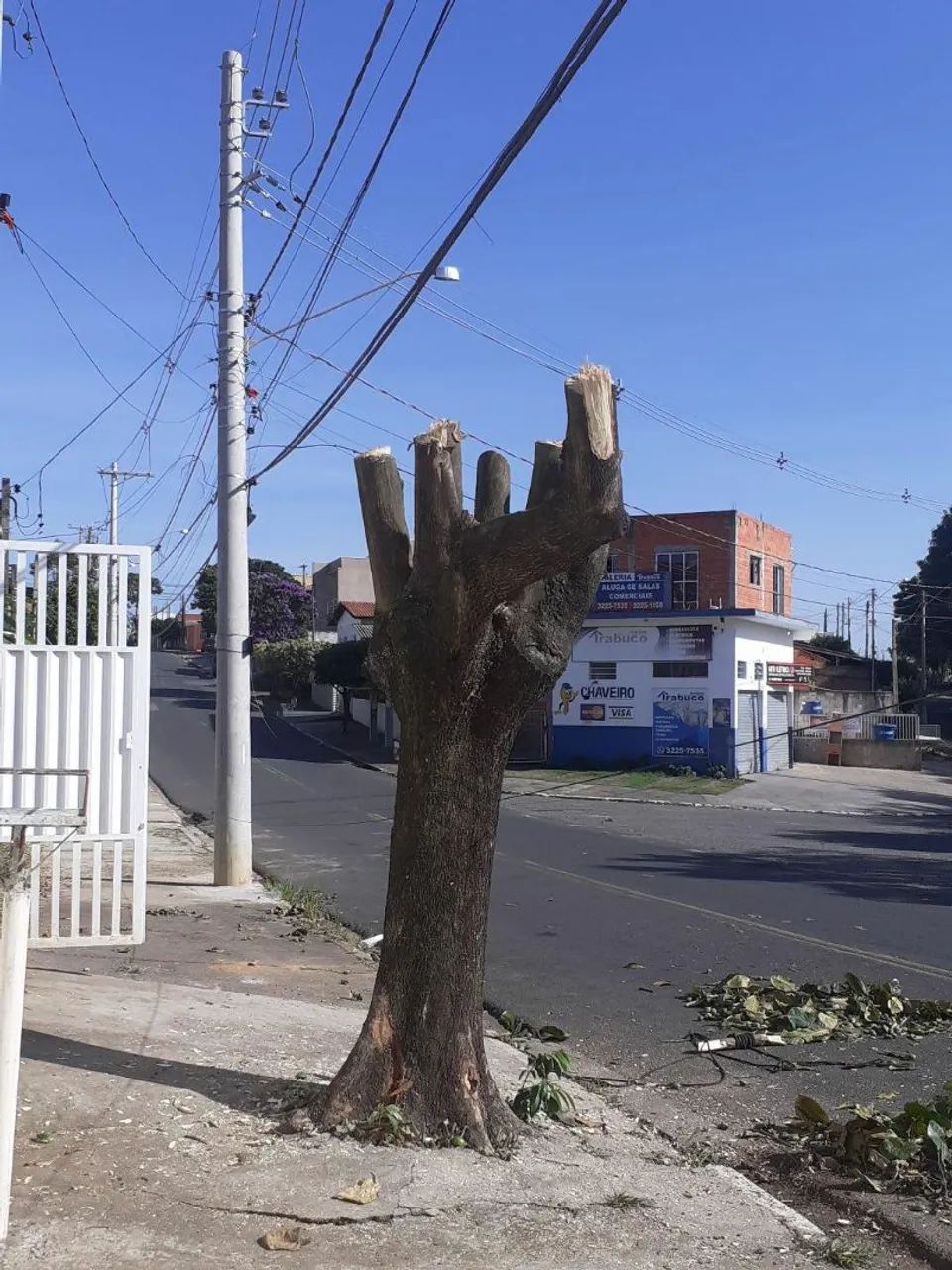 Poda de árvores  - Foto 3