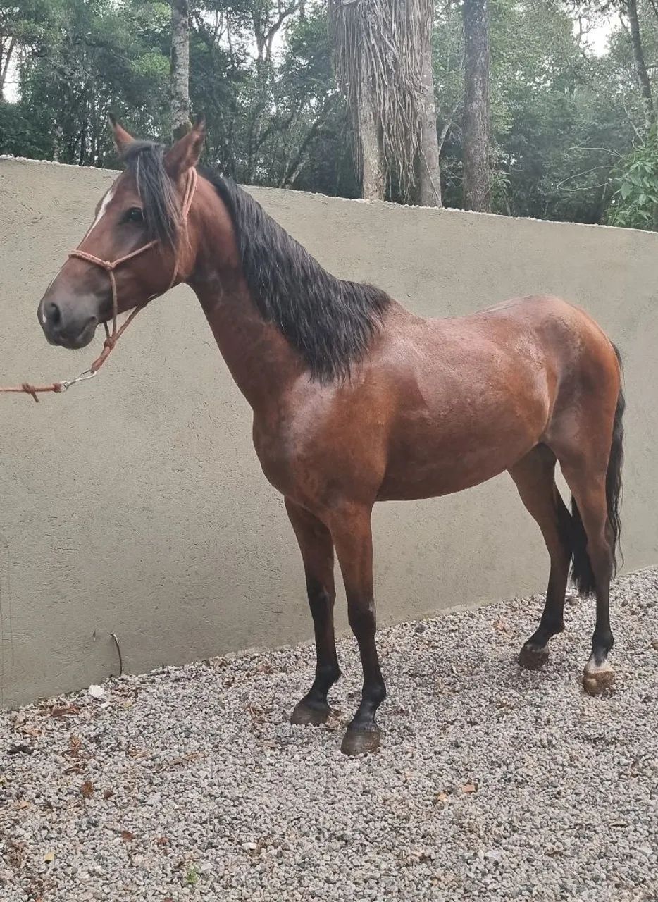 Cavalo Mangalarga Marchador - registrado 