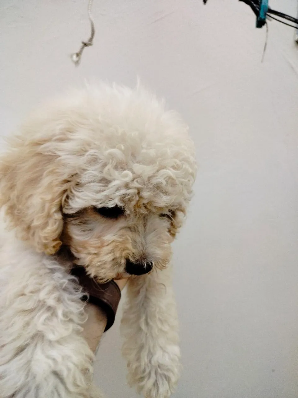 Filhote de Poodle 1