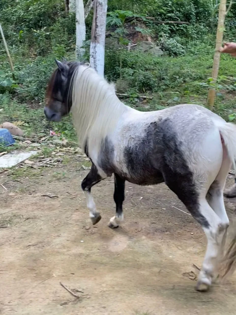 ponei Pampa garanhão