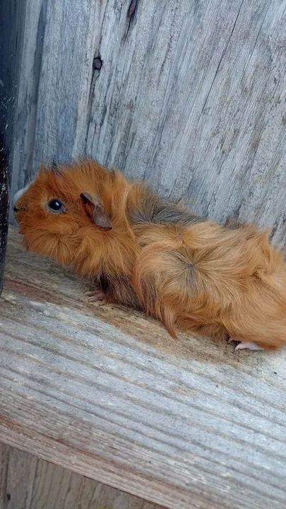 Porquinho da índia peruano  - Foto 2