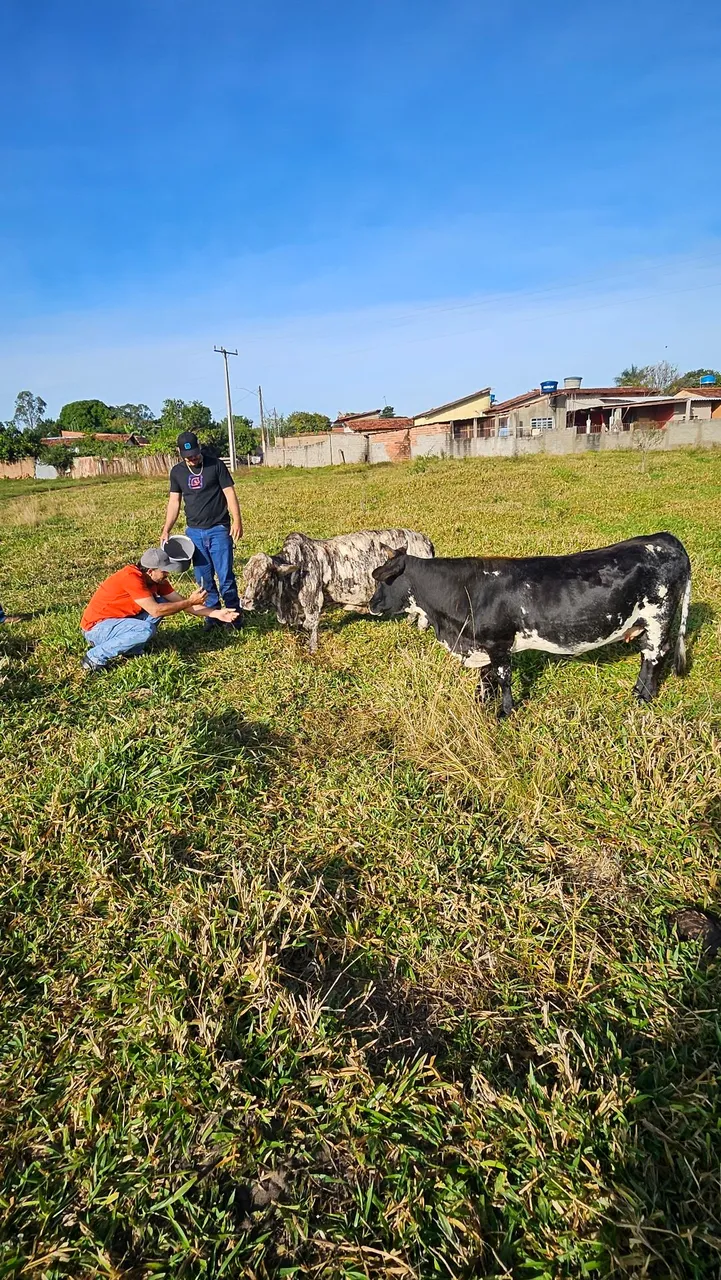 Mini vaca / Mini boi / criação 